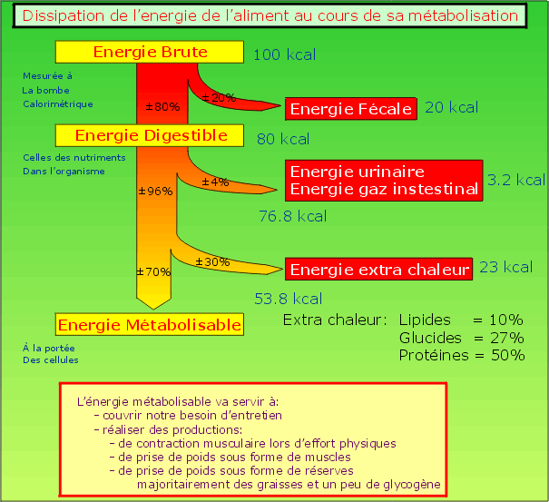 nutritionniste Bilan énérgétique